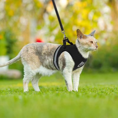 Kattsele med koppel – Justerbar & Reflex